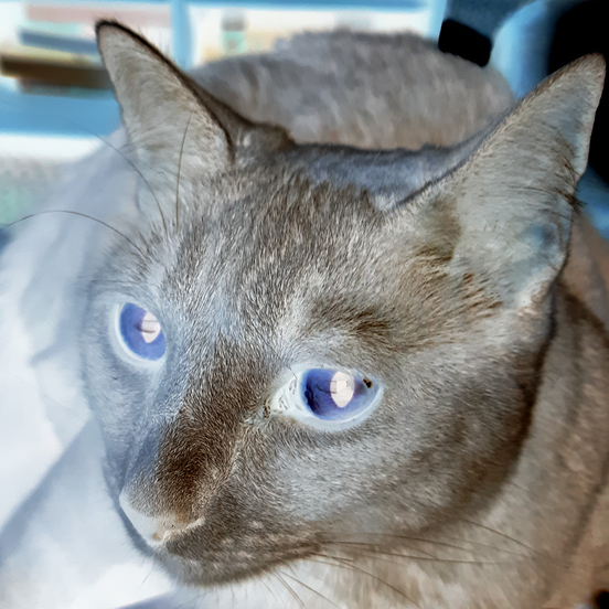 bitwise complement cat image