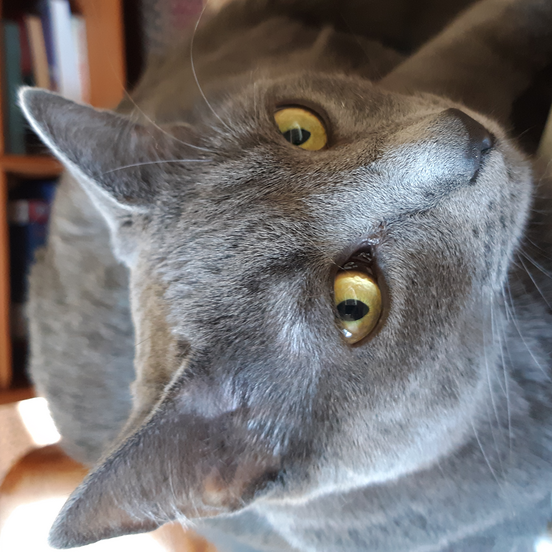 transposed cat image