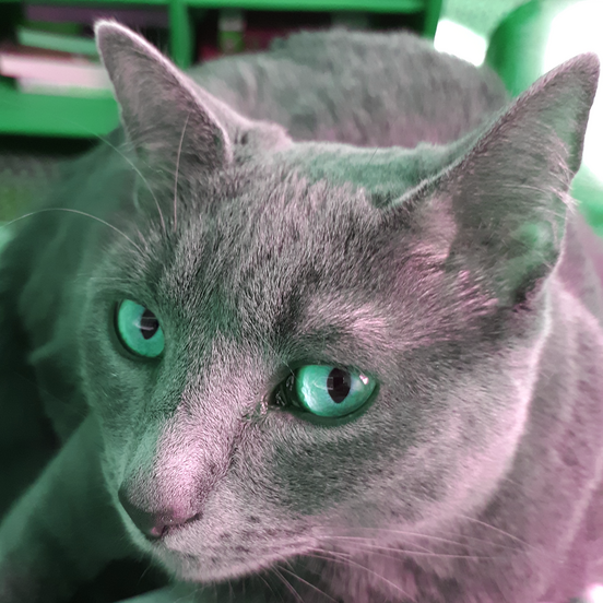 color rotated cat image